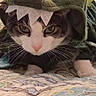 Oreo is registered to the contest to win money with this photo: cat, costume, dragon, pet, animal, feline, portrait, close_up, indoors, blanket, bed, cozy, funny, costume_hat, green, white, whiskers, eyes, lying_down, playful