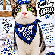 Oreo is registered to the contest to win money with this photo: cat, tuxedo_cat, birthday, party_hat, bandana, blue, white, black, green_eyes, snow, outdoor, cupcake, candle, number_two, birthday_decorations, football_toy, pet, sitting, portrait, text_overlay