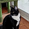 Oreo- Little Bruce joined the competition — help win amazing prizes! cat, black_and_white, indoor, cat_tree, wooden_floor, window, blinds, pet, feline, sitting, yellow_eyes, fur, whiskers, curious, domestic_animal, household, carpet, resting, side_view, natural_light