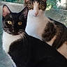 Oreo- Little Bruce joined the competition — help win amazing prizes! cat, black_and_white_cat, tabby_cat, pets, animal, feline, whiskers, ears, eyes, outdoor, screen_door, greenery, nature, close_up, fur, companions, portrait, two_animals, curious, sitting