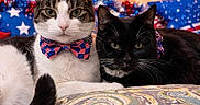 Oreo- Little Bruce is registered to the contest to win money with this photo: american_flag, bed, black_cat, bow_tie, cat, celebration, close_up, cute, decorations, feline, holiday, indoor, patterned_bedspread, pet, pillow, red_white_blue, resting, stars, string_lights, tabby_cat