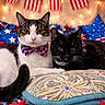 american_flag, bed, black_cat, bow_tie, cat, celebration, close_up, cute, decorations, feline, holiday, indoor, patterned_bedspread, pet, pillow, red_white_blue, resting, stars, string_lights, tabby_cat