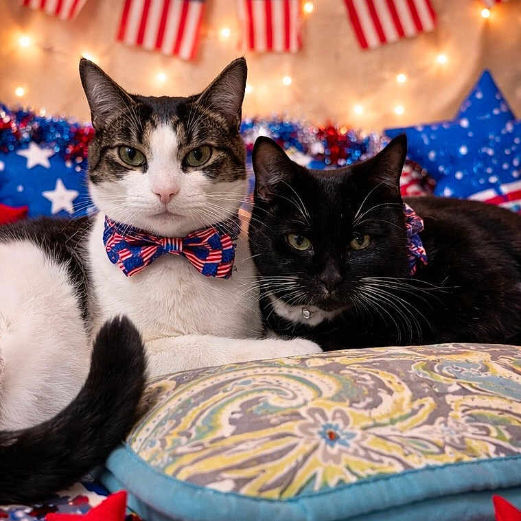 Oreo- Little Bruce is registered to the contest to win money with this photo: american_flag, bed, black_cat, bow_tie, cat, celebration, close_up, cute, decorations, feline, holiday, indoor, patterned_bedspread, pet, pillow, red_white_blue, resting, stars, string_lights, tabby_cat