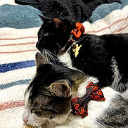 Oreo- Little Bruce joined the competition — help win amazing prizes! cat, cats, sleeping, resting, bow_tie, halloween, pet_accessory, black_and_white_cat, tabby_cat, striped_blanket, indoor, cozy, cute, animal, feline, close_up, collar, charm, cute_pet, domestic_cat