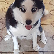Noisette a rejoint le concours — aidez-le/la à gagner de superbes lots ! dog, husky, blue_eyes, pet, animal, sitting, floor, tile_floor, indoor, black_and_white, tongue_out, fur, ears, paw, canine, looking_at_camera, companion, cute, friendly, domestic_animal