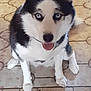 dog, husky, blue_eyes, pet, animal, sitting, floor, tile_floor, indoor, black_and_white, tongue_out, fur, ears, paw, canine, looking_at_camera, companion, cute, friendly, domestic_animal