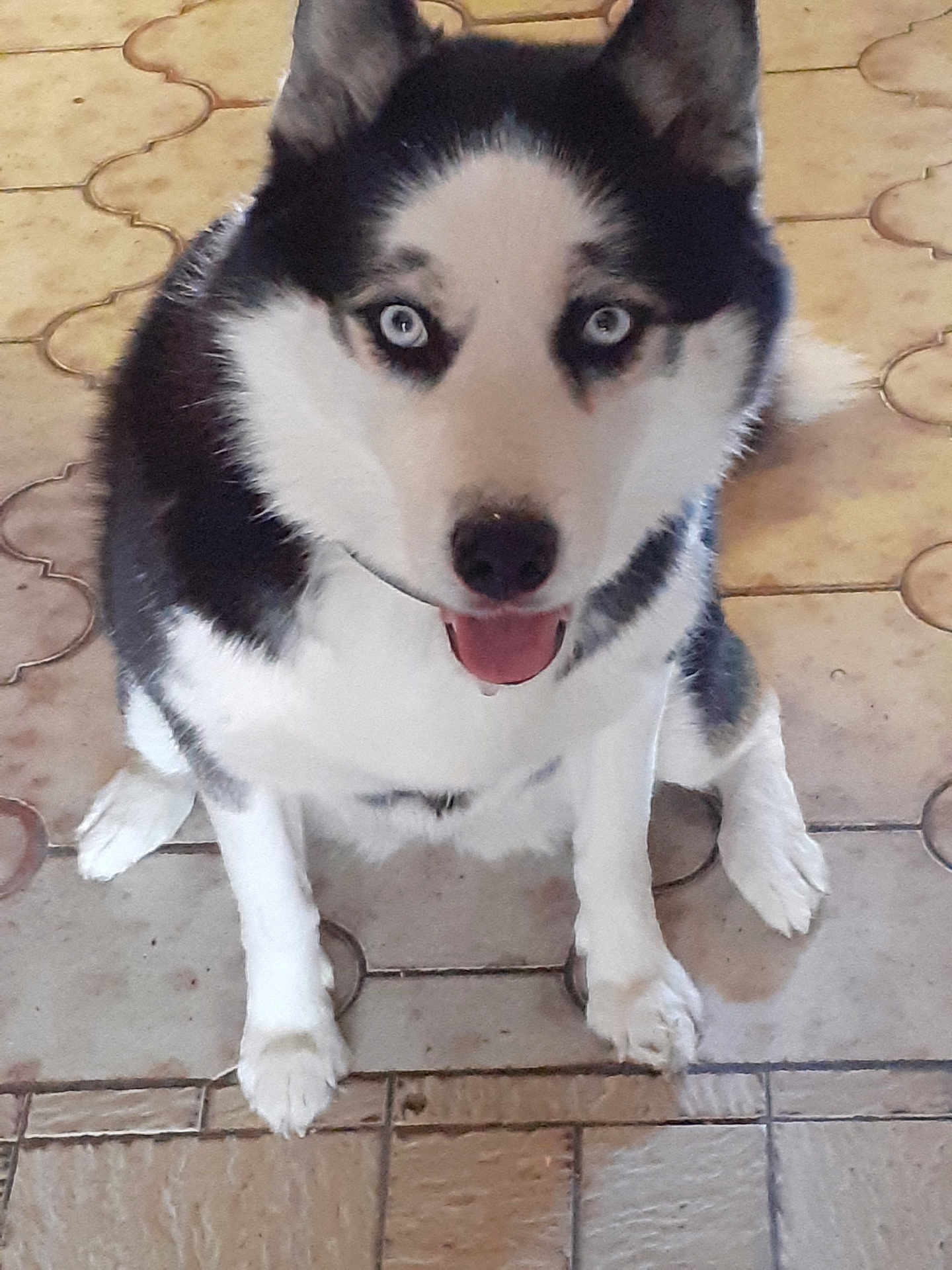 Noisette a rejoint le concours — aidez-le/la à gagner de superbes lots ! dog, husky, blue_eyes, pet, animal, sitting, floor, tile_floor, indoor, black_and_white, tongue_out, fur, ears, paw, canine, looking_at_camera, companion, cute, friendly, domestic_animal