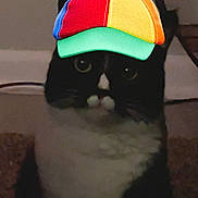 Kuzco joined the competition — help win amazing prizes! cat, black_and_white, pet, indoors, hat, propeller_hat, playful, animal, cute, fur, whiskers, sitting, face, eyes, domestic_cat, feline, funny_hat, colorful, portrait, closeup