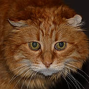 Caramel a rejoint le concours — aidez-le/la à gagner de superbes lots ! animal, cat, close_up, curious, cute, ears, face, feline, fluffy, fur, ginger_cat, green_eyes, head, indoor, mammal, mustache, nose, pet, portrait, whiskers