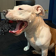 Rosie joined the competition — help win amazing prizes! dog, yawning, tongue, teeth, bed, indoor, pet, animal, white, brown, short_hair, canine, fur, paw, snout, ears, relaxed, home, furniture, blanket