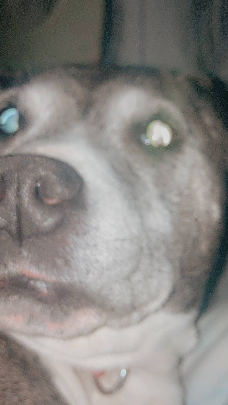 Arnie is registered to the contest to win money with this photo: canidae, carnivore, companion_dog, darkness, dog, dog_breed, ear, eyelash, fur, grey, liver, monochrome, monochrome_photography, non_sporting_group, sporting_group, whiskers, working_animal, wrinkle