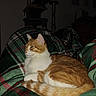 animal, blanket, cat, cat_tree, cozy, domestic_animal, ears, feline, furniture, indoor, orange_cat, pattern, pet, plaid_blanket, resting, sleepy, striped, tail, whiskers, white_cat