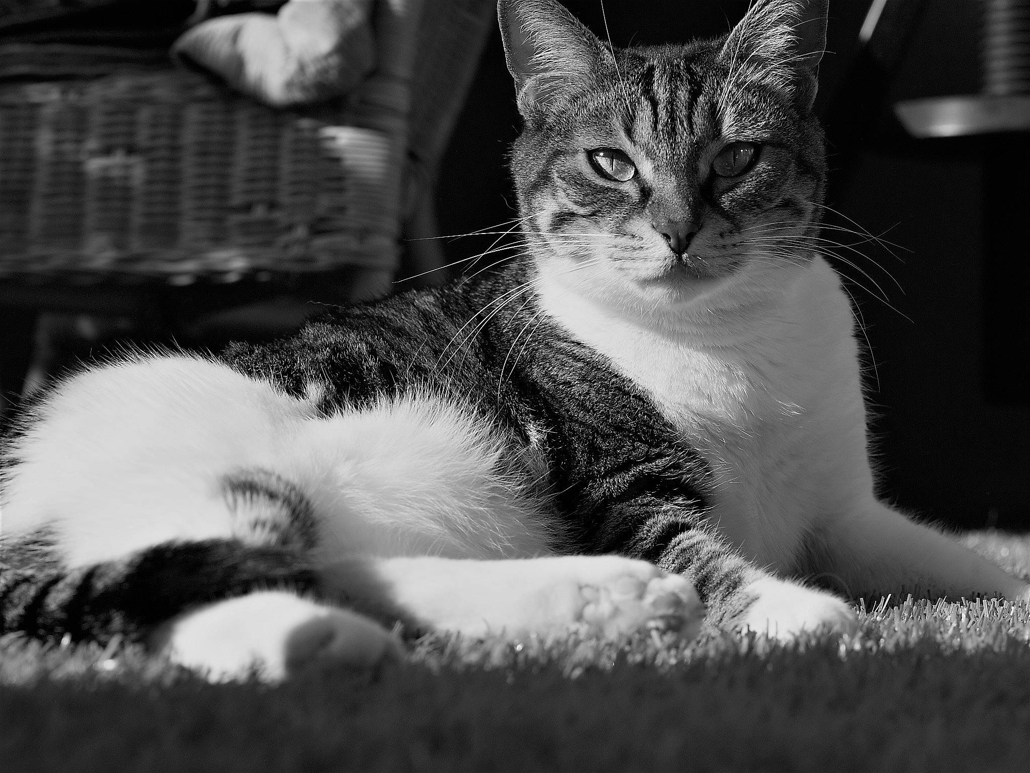 Guapa participe au concours pour gagner de l'argent avec cette photo : aegean_cat, american_wirehair, asian, black_and_white, carnivore, cat, domestic_short_haired_cat, european_shorthair, eye, felidae, fur, monochrome, monochrome_photography, paw, photography, sky, small_to_medium_sized_cats, snout, tabby_cat, whiskers