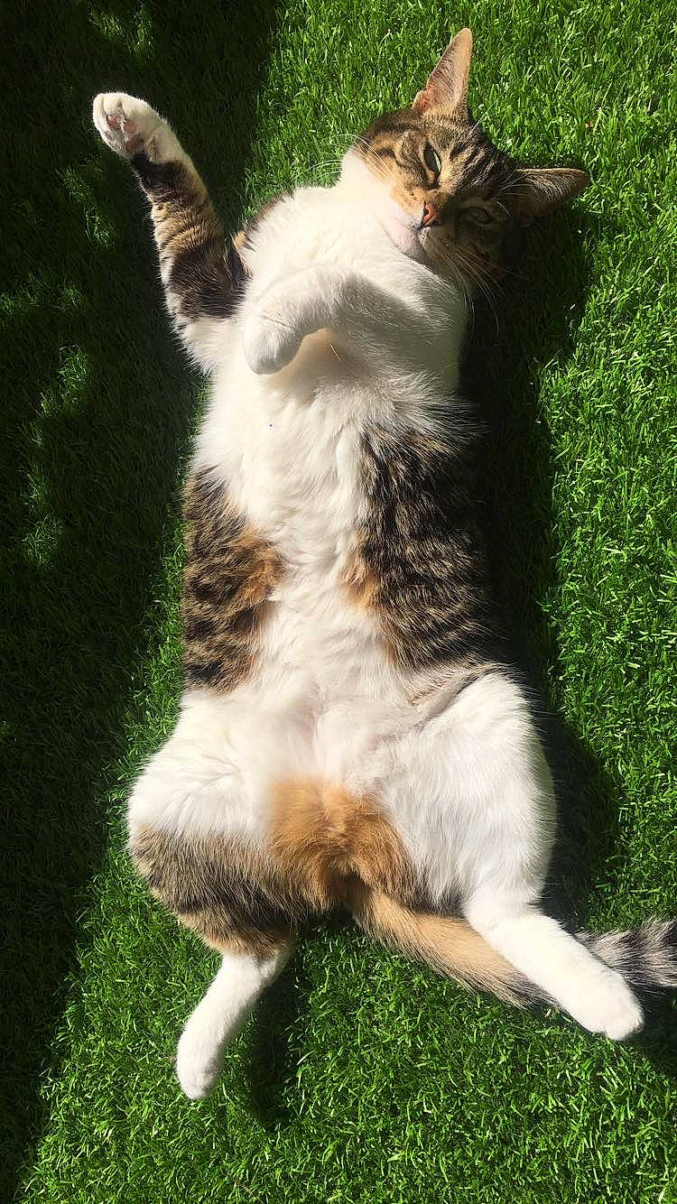 Guapa a rejoint le concours — aidez-le/la à gagner de superbes lots ! aegean_cat, american_wirehair, carnivore, cat, european_shorthair, fawn, felidae, fur, grass, organism, plant, polydactyl_cat, small_to_medium_sized_cats, tail, whiskers