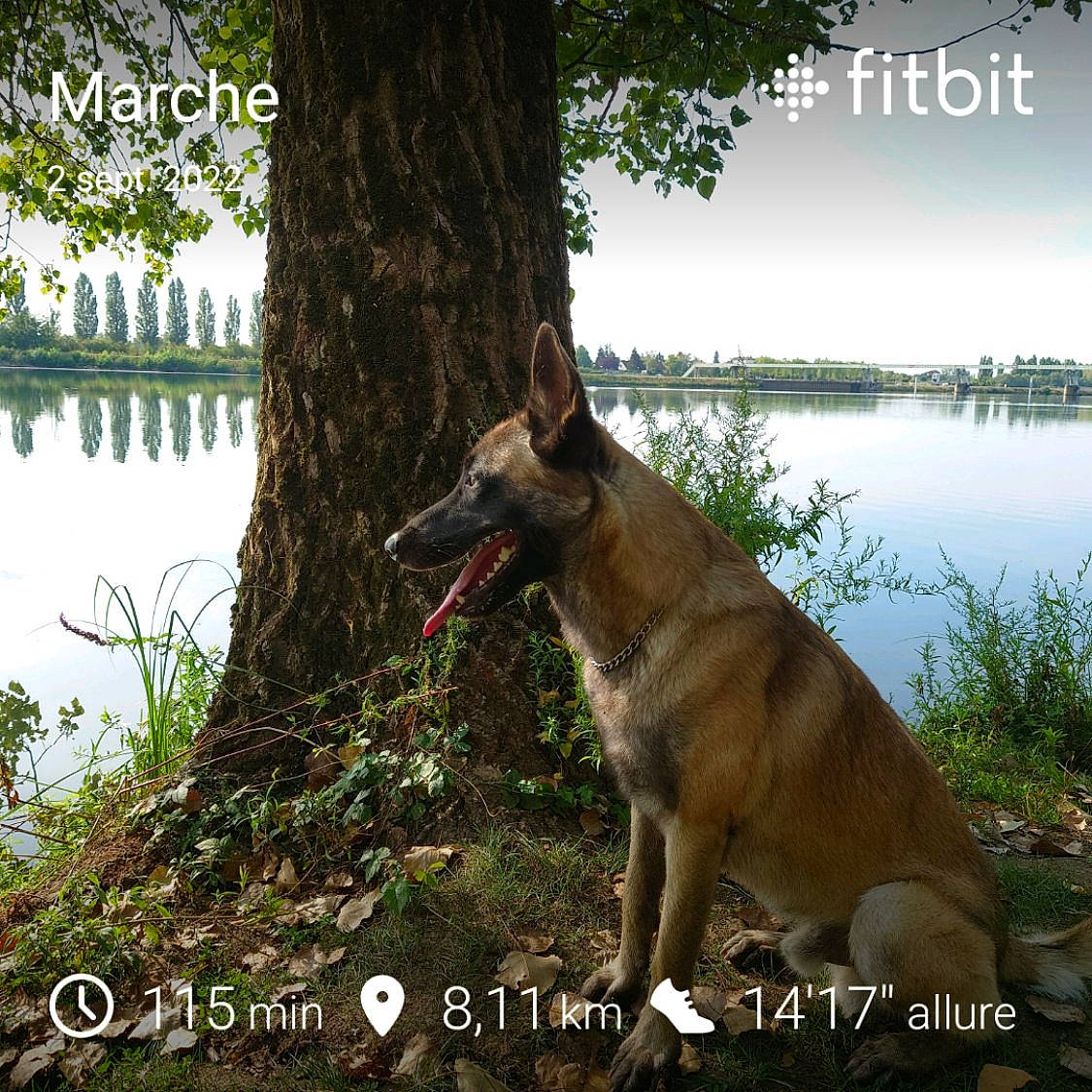 Sharko participe au concours pour gagner de l'argent avec cette photo : adaptation, canis, carnivore, dog, dog_breed, forest, grass, lake, landscape, natural_landscape, people_in_nature, plant, tail, terrestrial_plant, tree, trunk, water, wildlife, wood, working_animal