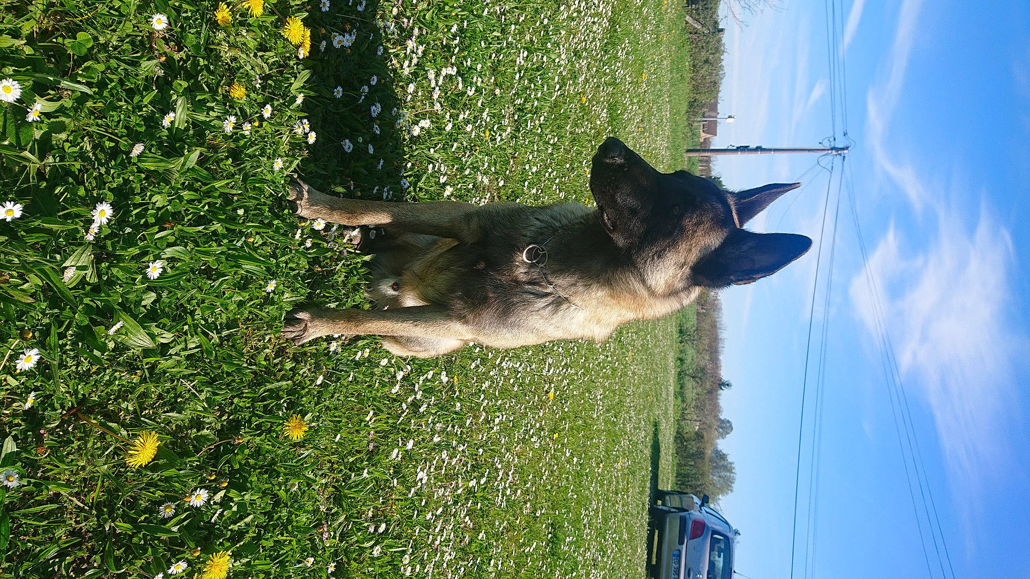 Sharko a rejoint le concours — aidez-le/la à gagner de superbes lots ! carnivore, cloud, collar, companion_dog, dog, dog_breed, dog_collar, fawn, german_shepherd_dog, grass, groundcover, herding_dog, mammal, old_german_shepherd_dog, people_in_nature, plant, sky, tail, tree, water