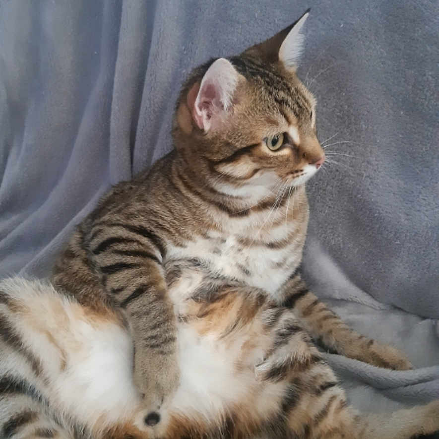 Titi