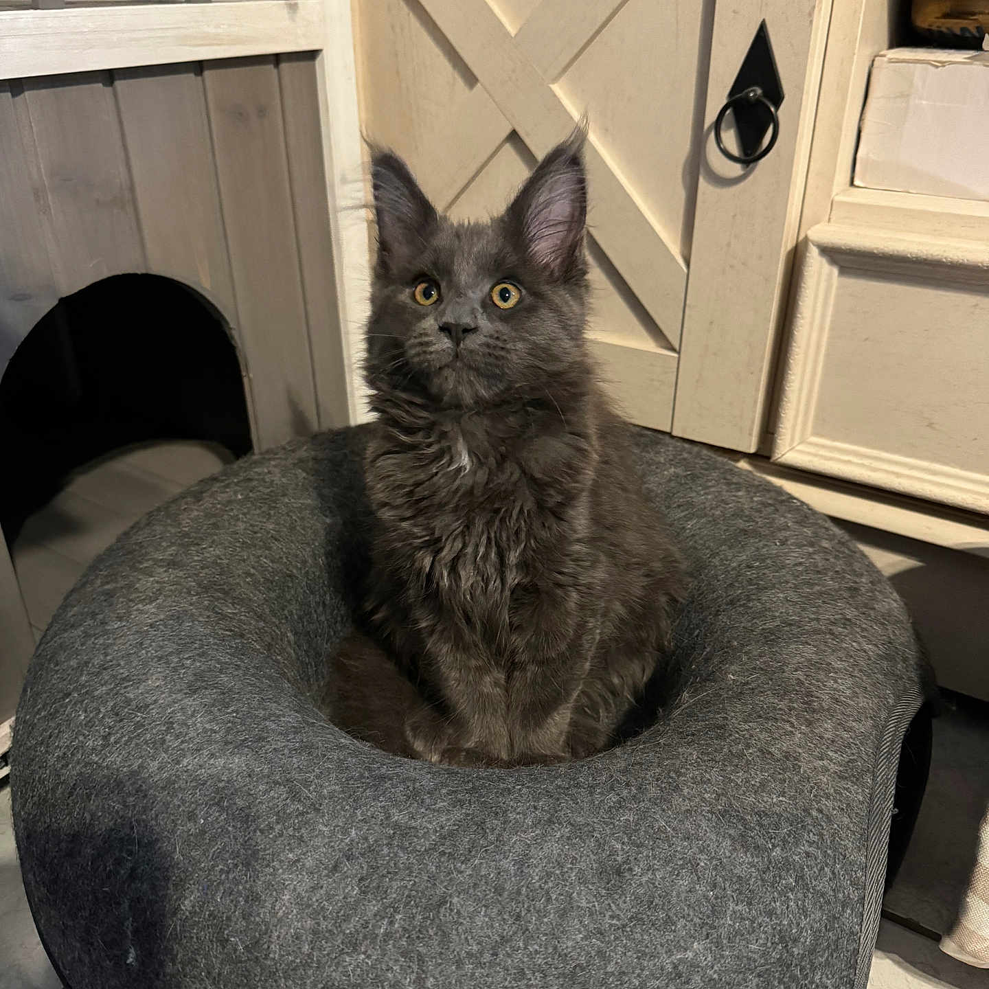 Vénus participe au concours pour gagner de l'argent avec cette photo : abyssinian, animal, blackcat, canine, cat, cushion, den, dog, doghouse, furniture, homedecor, indoors, kennel, kitten, manx, pet, tire