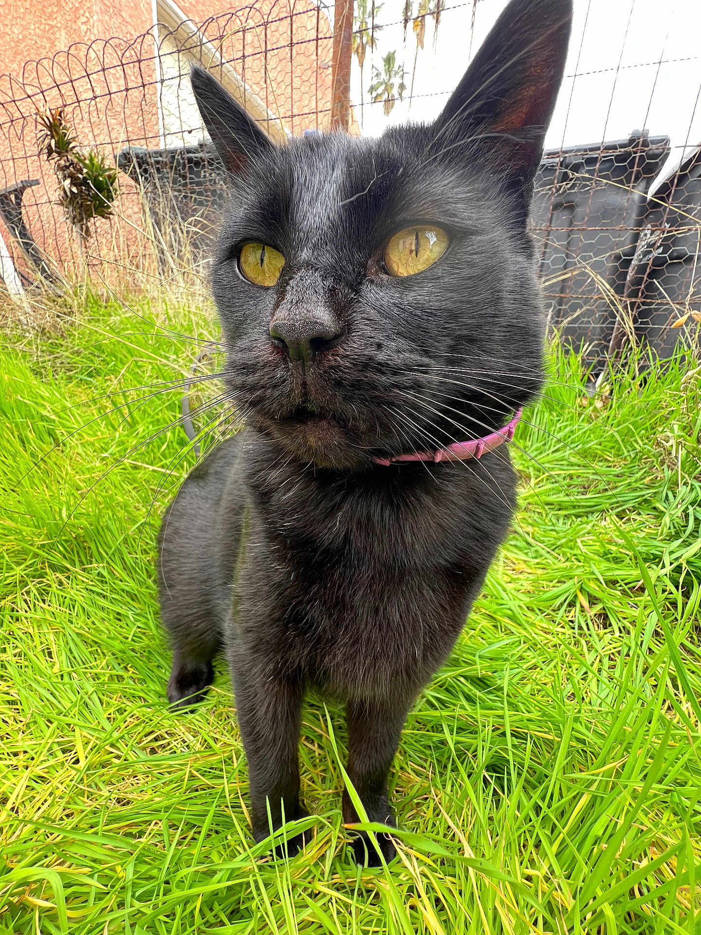 Sebastion joined the competition — help win amazing prizes! cat, black_cat, yellow_eyes, pink_collar, grass, outdoor, fence, whiskers, animal, pet, curious, alert, nature, greenery, closeup, mammal, fur, portrait, daylight, garden