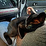 Sebastion joined the competition — help win amazing prizes! black_cat, cat, pet, animal, indoor, car_interior, person, sitting, lap, clothing, sweater, jeans, dashboard, rhinestones, hand, window, door, fence, relaxed, cozy