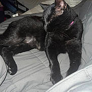 Sebastion joined the competition — help win amazing prizes! cat, black_cat, pet, animal, feline, indoor, bed, blanket, quilt, relaxing, sleepy, cozy, fur, whiskers, paw, collar, resting, home, comfort, grooming