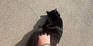 Sebastion is registered to the contest to win money with this photo: black_cat, cat, pet, animal, sidewalk, concrete, shadow, hand, bracelet, sunlight, grass, outdoor, fur, relaxing, person, casual, pavement, playing, resting, cute