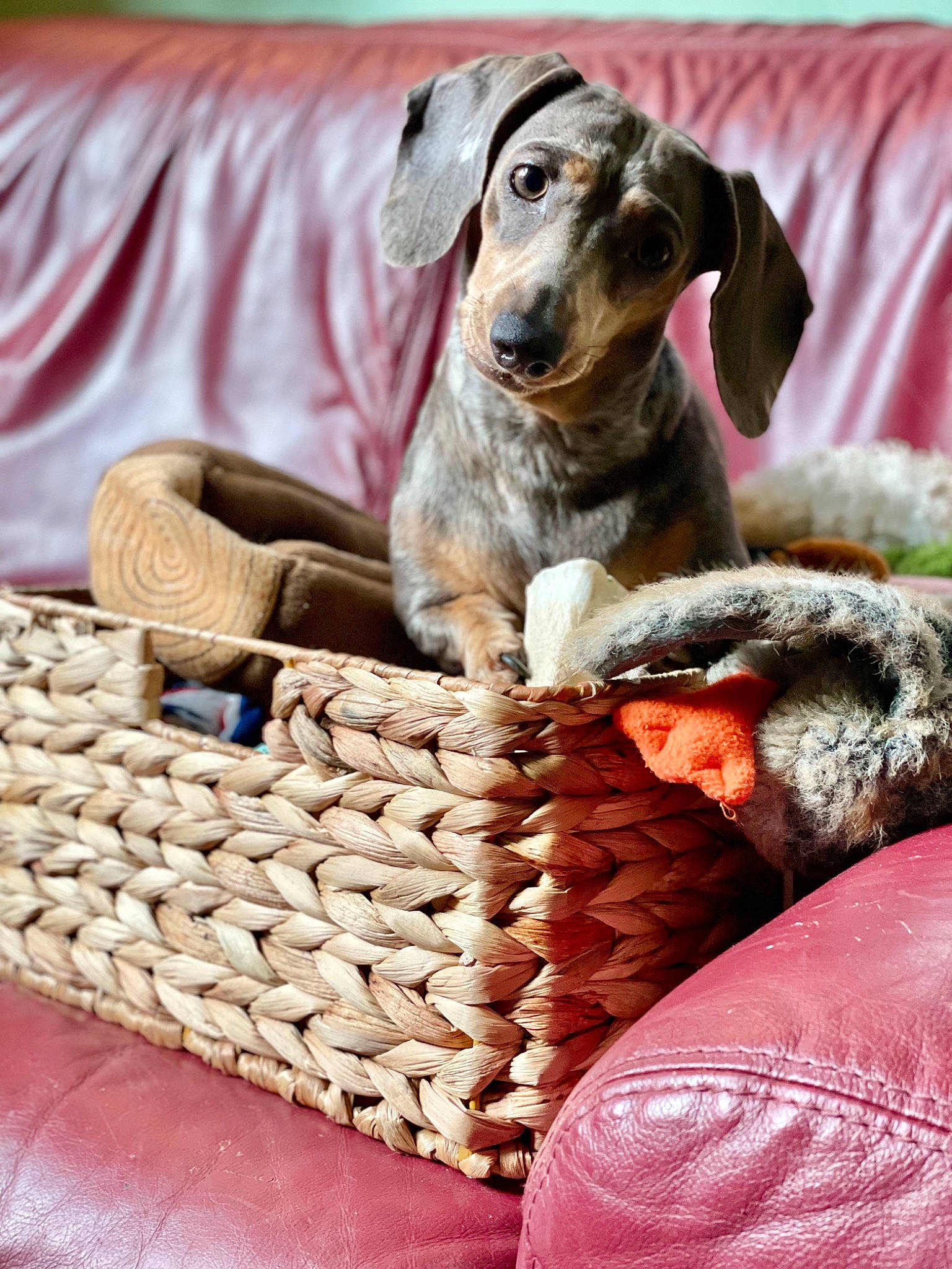 Pickles joined the competition — help win amazing prizes! basket, carnivore, comfort, companion_dog, couch, dog, dog_breed, fawn, fur, home_accessories, linens, picnic_basket, recreation, sitting, sporting_group, storage_basket, terrestrial_animal, wicker, wood, working_animal