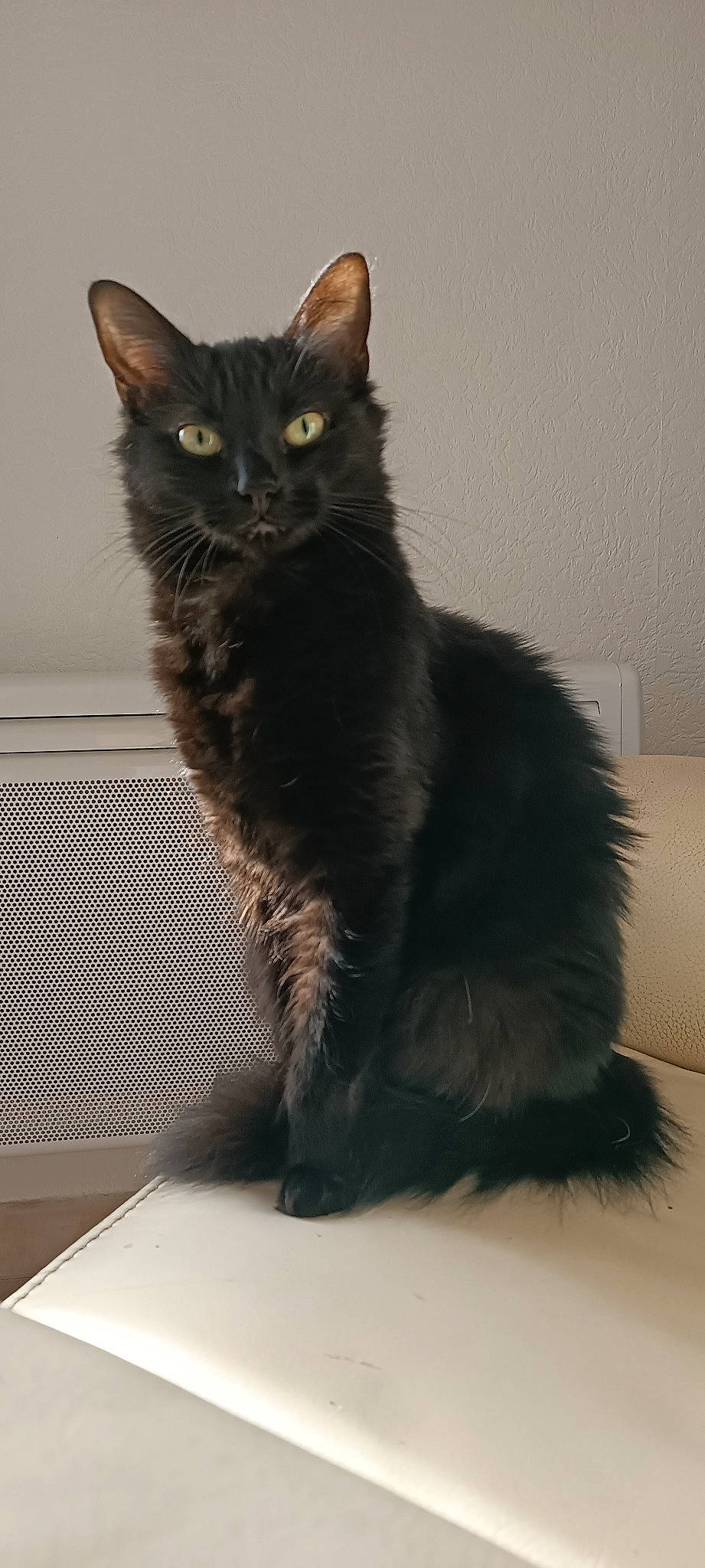 Sakura participe au concours pour gagner de l'argent avec cette photo : black_cat, bombay, carnivore, cat, claw, domestic_short_haired_cat, eye, felidae, fur, grey, paw, sitting, small_to_medium_sized_cats, snout, tail, terrestrial_animal, whiskers, window