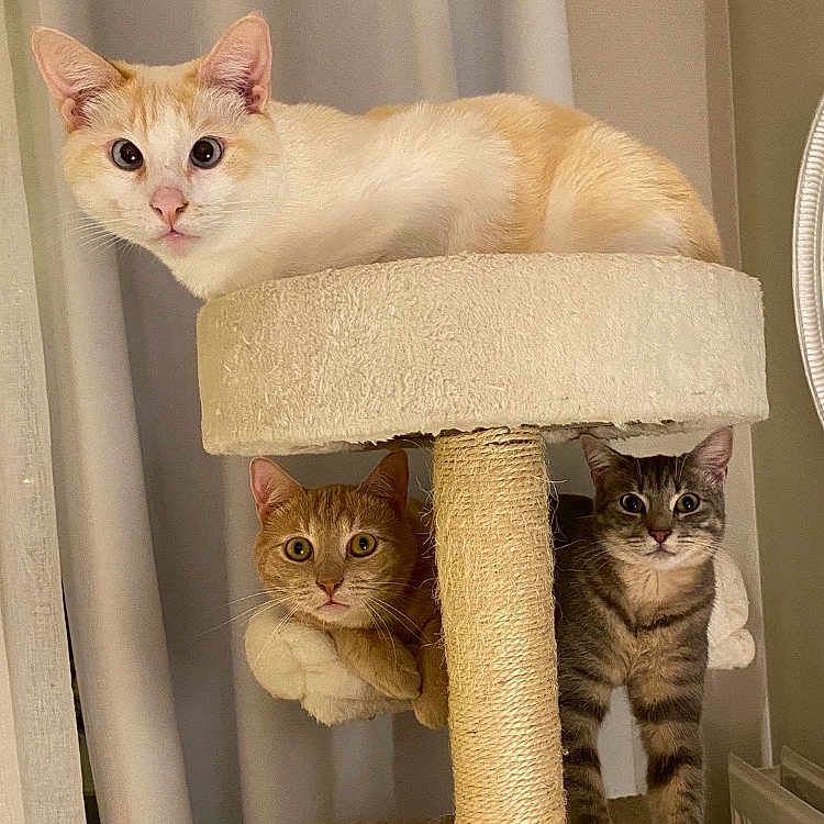Mikado Timmy Sofia participe au concours pour gagner de l'argent avec cette photo : abyssinian, angora, animal, bookcase, cat, closet, crib, cupboard, cushion, furniture, homedecor, indoors, infantbed, kitten, linen, manx, pet, shelf, siamese, wood