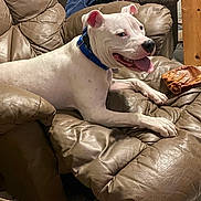 Rocco is registered to the contest to win money with this photo: animal, blue_collar, brown, canine, comfort, dog, dog_chew, domestic, floor, furniture, happy, head, indoor, leather_chair, paw, pet, relaxed, resting, tongue_out, white_dog