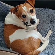 Jax joined the competition — help win amazing prizes! dog, pet, brown_and_white, curled_up, blanket, indoor, cozy, fur, collar, curious, cute, animal, resting, looking_back, ears, tail, small_dog, companion, soft_texture, relaxed