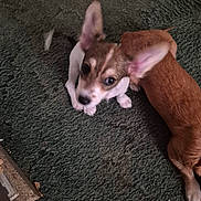 Jackjack is registered to the contest to win money with this photo: animal, brown, canine, carpet, companion, cute, dog, domestic, ears, floor, fur, indoor, looking_up, pet, playful, puppy, small, two_dogs, white, young