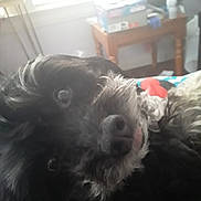 Scruffles joined the competition — help win amazing prizes! animal, black_fur, close_up, cute, daylight, dog, eyes, fur, furniture, gray_fur, household_items, indoor, lying_down, nose, pet, portrait, room, soft_light, table, window