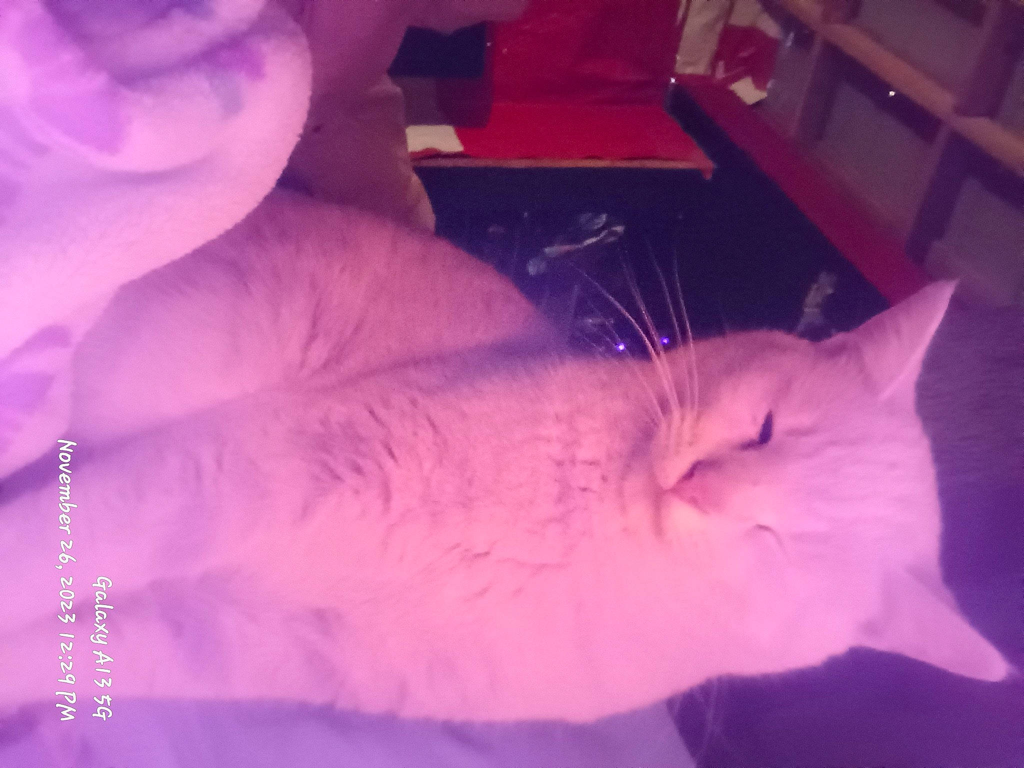 Bebe joined the competition — help win amazing prizes! carnivore, cat, cloud, ear, electric_blue, event, eye, felidae, fur, hand, head, magenta, petal, pink, purple, sky, small_to_medium_sized_cats, snout, tail, whiskers