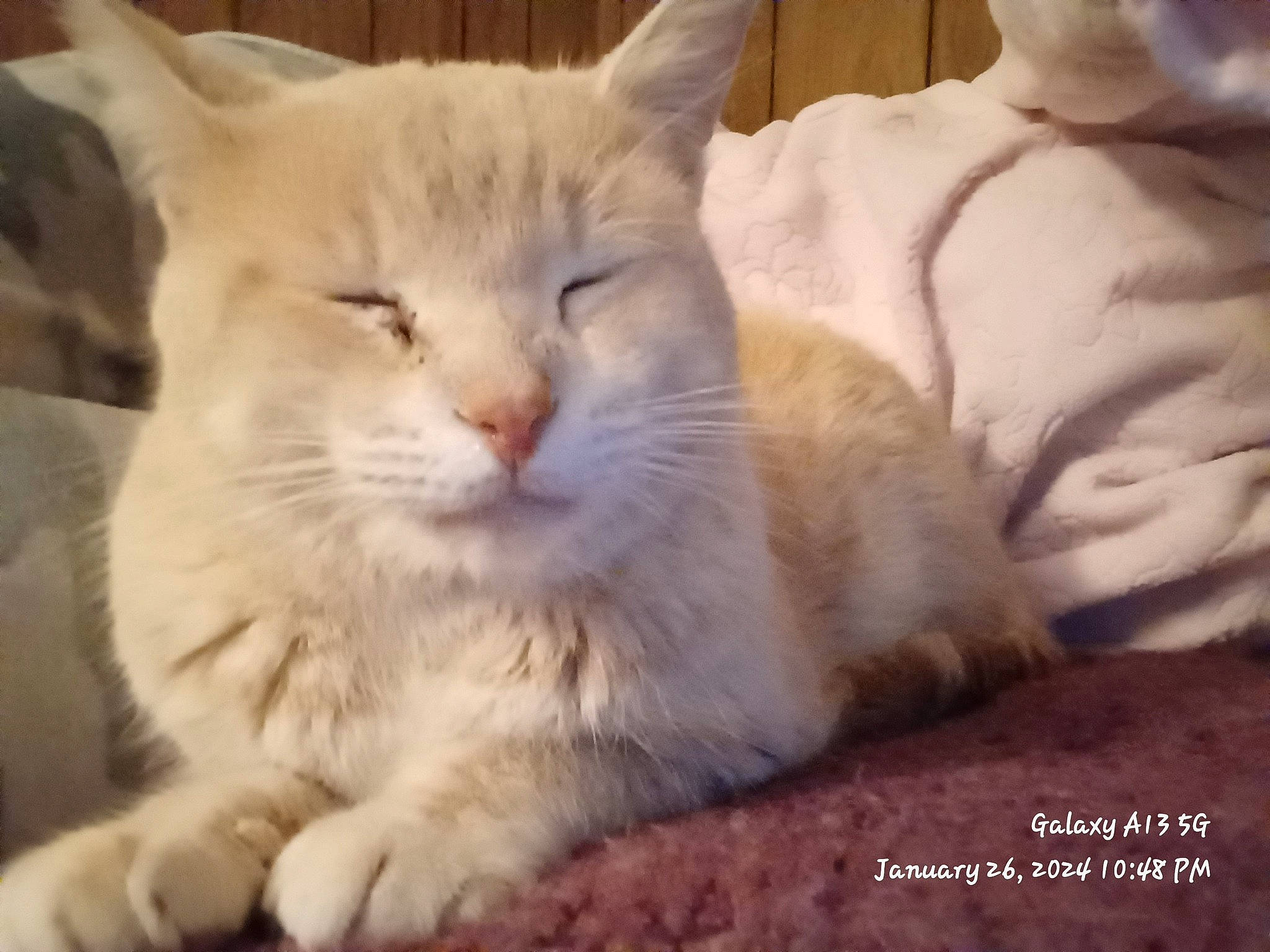 Bebe joined the competition — help win amazing prizes! carnivore, cat, claw, comfort, event, felidae, fur, jaw, small_to_medium_sized_cats, snout, tail, terrestrial_animal, whiskers, window