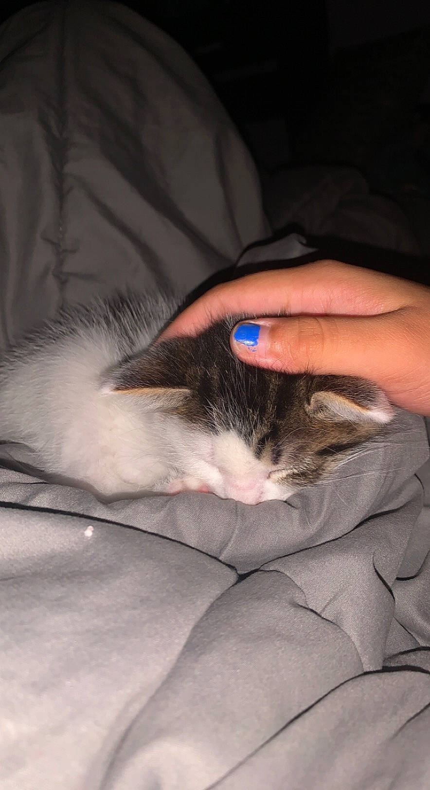 Helyos a rejoint le concours — aidez-le/la à gagner de superbes lots ! carnivore, cat, claw, comfort, domestic_short_haired_cat, ear, eyelash, felidae, finger, fur, gesture, hand, human_leg, lap, nail, nap, small_to_medium_sized_cats, snout, whiskers, wrist