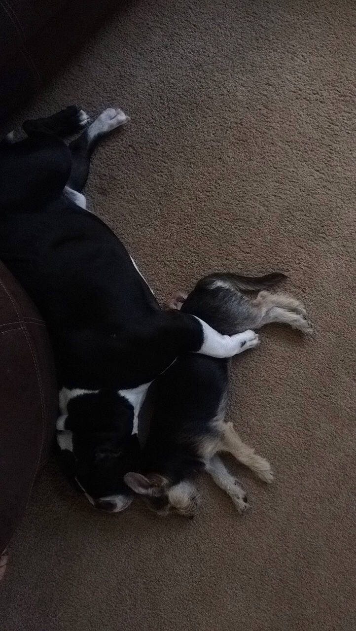 Doublestuf is registered to the contest to win money with this photo: art, boston_terrier, canidae, carnivore, comfort, companion_dog, dog, dog_breed, grey, non_sporting_group, paw, shadow, sporting_group, tail, terrestrial_animal, wood, working_animal