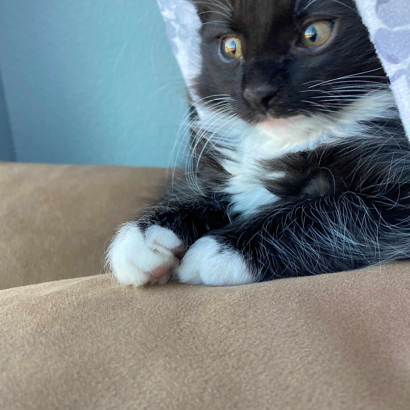 Oreo joined the competition — help win amazing prizes! animal, black_and_white, cat, closeup, cozy, curious, curtain, cute, domestic, feline, fur, indoor, kitten, paws, pet, resting, soft, tuxedo_cat, whiskers, young_cat