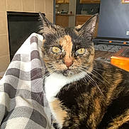 Willow is registered to the contest to win money with this photo: cat, tortoiseshell_cat, pet, animal, feline, close_up, yellow_eyes, whiskers, blanket, checkered_pattern, indoor, living_room, furniture, cozy, wood_floor, fireplace, table, window, relaxed, portrait