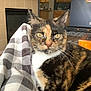 animal, blanket, cat, checkered_pattern, close_up, cozy, feline, fireplace, furniture, indoor, living_room, pet, portrait, relaxed, table, tortoiseshell_cat, whiskers, window, wood_floor, yellow_eyes