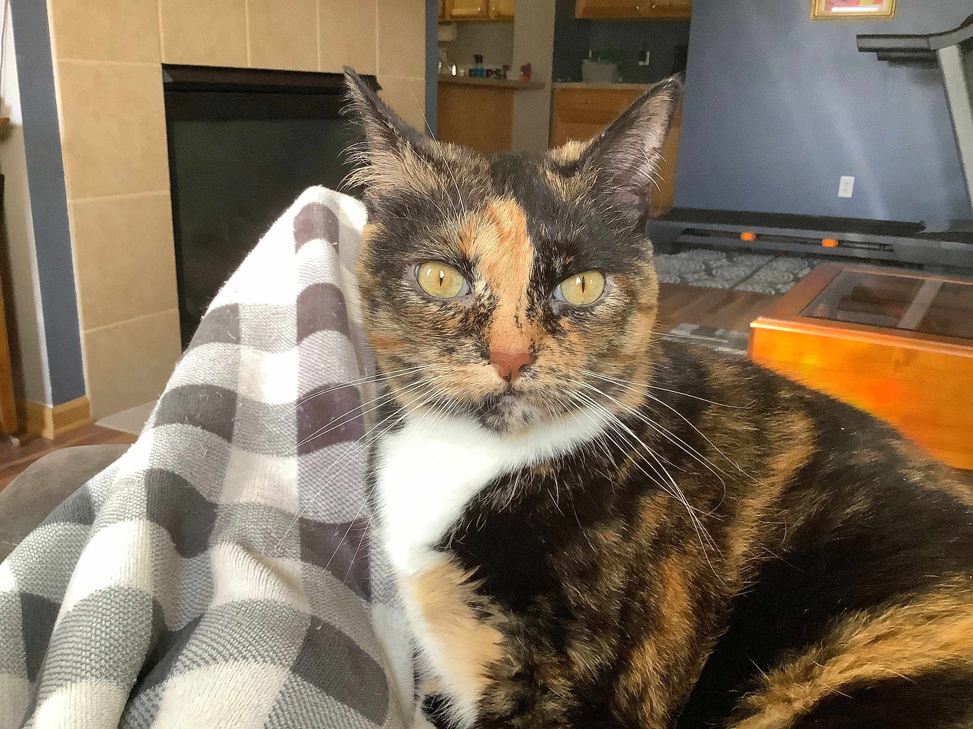 Willow