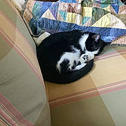 Luna joined the competition — help win amazing prizes! cat, black_and_white, sleeping, curled_up, cushion, striped, chair, quilt, patchwork, indoor, resting, pet, fur, paw, cozy, domestic, calm, relaxed, animal, feline