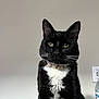 cat, tuxedo_cat, black_and_white, whiskers, yellow_eyes, collar, pet, indoor, portrait, feline, sitting, domestic_cat, animal, water_bottle, booklet, light_switch, close_up, fur, alert, quiet