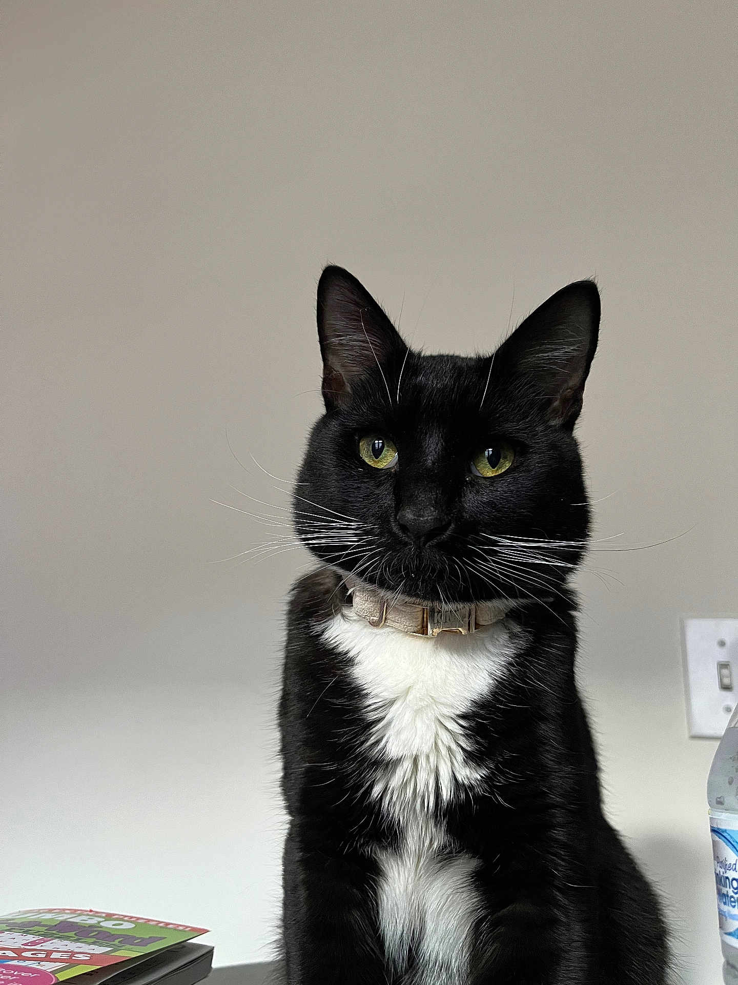 King is registered to the contest to win money with this photo: cat, tuxedo_cat, black_and_white, whiskers, yellow_eyes, collar, pet, indoor, portrait, feline, sitting, domestic_cat, animal, water_bottle, booklet, light_switch, close_up, fur, alert, quiet