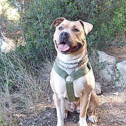 Rossa a rejoint le concours — aidez-le/la à gagner de superbes lots ! dog, canine, pet, outdoor, harness, nature, sunlight, grass, rocks, smiling, tongue_out, ears_up, sitting, brown_fur, happy, animal, greenery, leash, collar, adventure