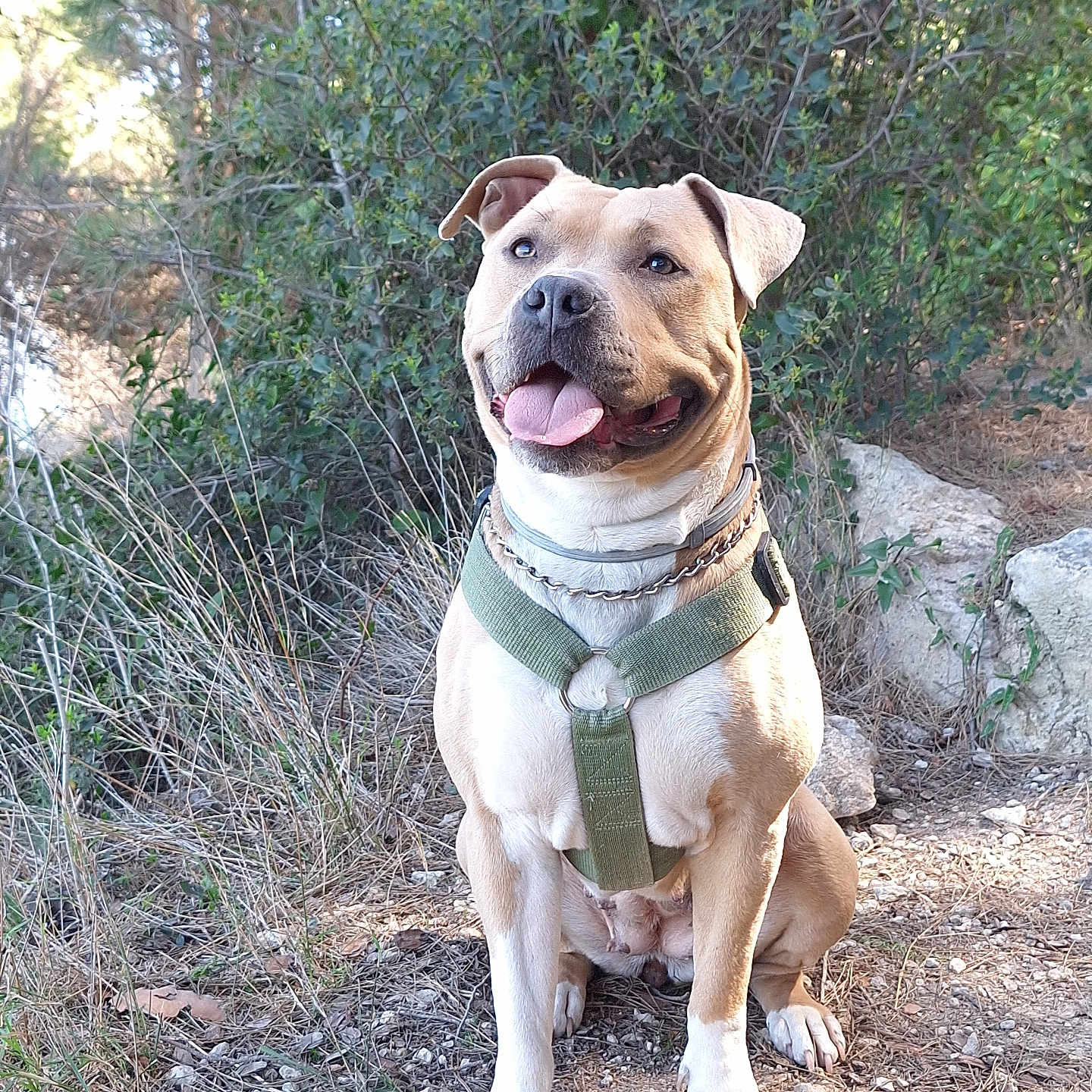 Rossa a rejoint le concours — aidez-le/la à gagner de superbes lots ! adventure, animal, brown_fur, canine, collar, dog, ears_up, grass, greenery, happy, harness, leash, nature, outdoor, pet, rocks, sitting, smiling, sunlight, tongue_out
