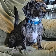 Lilly is registered to the contest to win money with this photo: dog, brindle, blue_collar, couch, indoor, pet, canine, furniture, sitting, looking_away, curious, domestic_animal, cozy, home, living_room, animal, companion, brown, white_patch, decorations