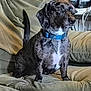 dog, brindle, blue_collar, couch, indoor, pet, canine, furniture, sitting, looking_away, curious, domestic_animal, cozy, home, living_room, animal, companion, brown, white_patch, decorations