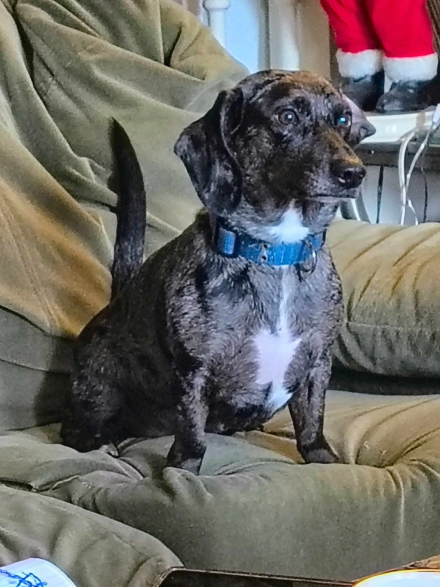Lilly