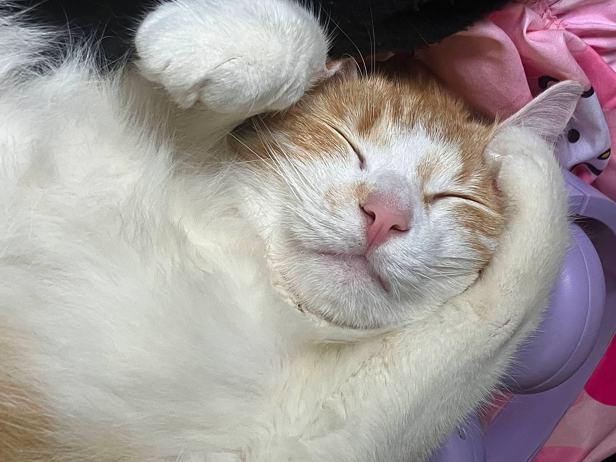 Franny is registered to the contest to win money with this photo: carnivore, cat, comfort, domestic_short_haired_cat, ear, eyelash, fawn, felidae, fur, livestock, nap, paw, sleep, small_to_medium_sized_cats, snout, tail, terrestrial_animal, whiskers